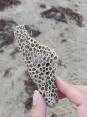 Holopsamma laminaefavosa