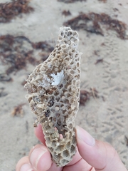 Holopsamma laminaefavosa