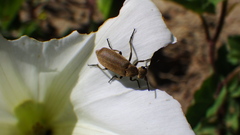 Epicauta ferruginea