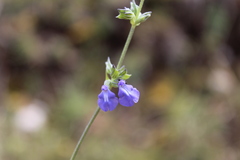 Salvia leptostachys