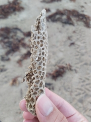 Holopsamma laminaefavosa