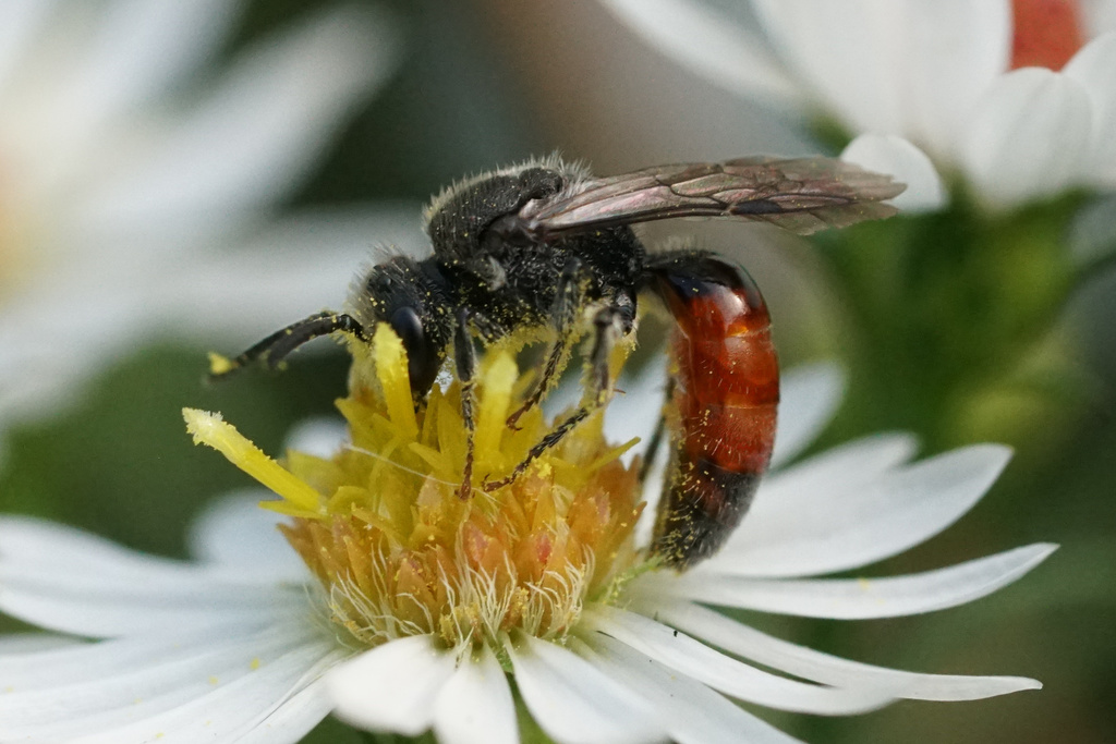 Davis's Blood Bee