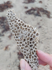 Holopsamma laminaefavosa