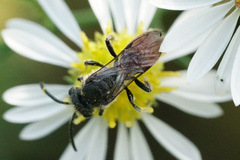 Sphecodes davisii