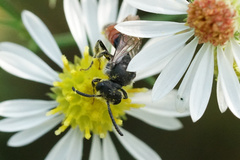 Sphecodes davisii