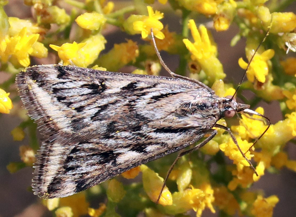 Webworms on a plant