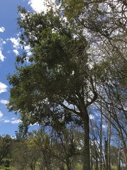 Elaeocarpus obovatus