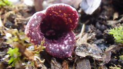 Hexastylis virginica