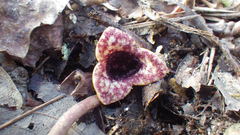 Hexastylis virginica