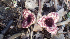 Hexastylis virginica