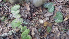 Hexastylis virginica