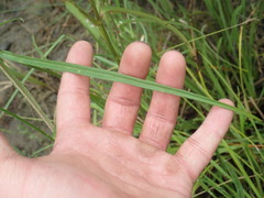 Asclepias lanceolata image
