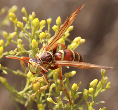 Polistes apachus apachus