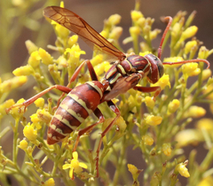 Polistes apachus apachus