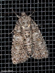 Acronicta modica