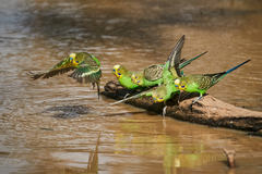 Budgerigar photo 4