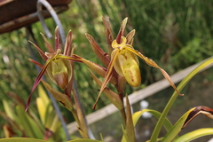 Phragmipedium longifolium