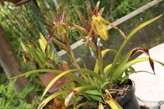 Phragmipedium longifolium
