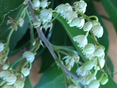 Elaeocarpus obovatus