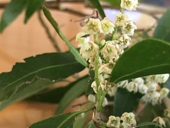 Elaeocarpus obovatus