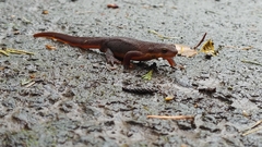 Taricha granulosa