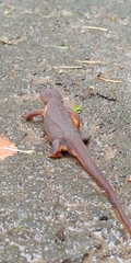 Taricha granulosa