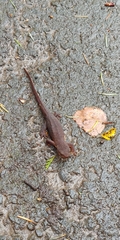 Taricha granulosa