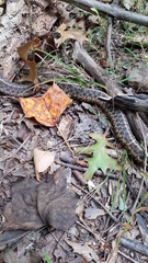 Thamnophis sirtalis sirtalis