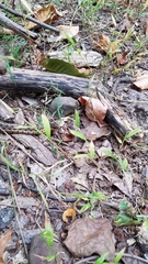 Thamnophis sirtalis sirtalis