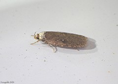 Agonopterix clemensella