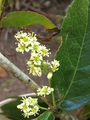 Denhamia celastroides