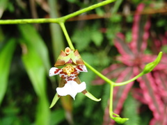 Cyrtochiloides ochmatochila