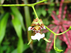 Cyrtochiloides ochmatochila