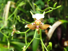 Cyrtochiloides ochmatochila