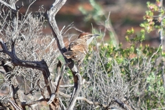 Pomatostomus ruficeps