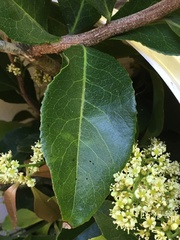 Denhamia celastroides