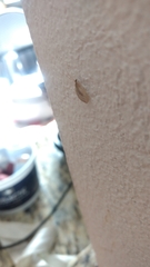 Hemerobiidae