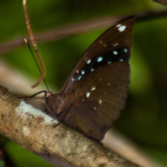 Lexias albopunctata albopunctata