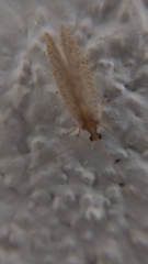 Hemerobiidae