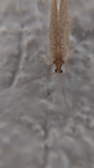Hemerobiidae