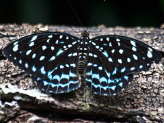 Lexias albopunctata albopunctata