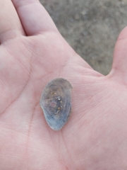 Macomona deltoidalis