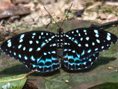 Lexias albopunctata albopunctata