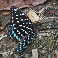Lexias albopunctata albopunctata