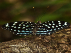 Lexias albopunctata albopunctata