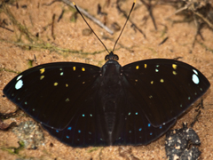 Lexias albopunctata albopunctata