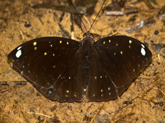 Lexias albopunctata albopunctata
