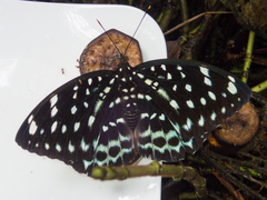 Lexias albopunctata albopunctata