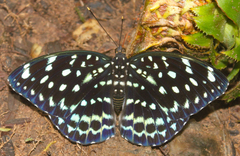 Lexias albopunctata albopunctata