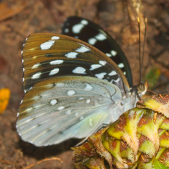 Lexias albopunctata albopunctata